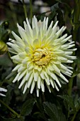 DAHLIA WHITE KERKRADE