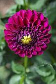 DAHLIA SEA PADRE JIM