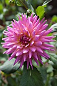 DAHLIA ATHALIE