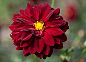 DAHLIA ARABIAN NIGHT