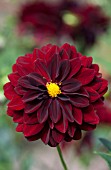 DAHLIA ARABIAN NIGHT