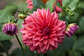 DAHLIA TENNESSEE ROSE