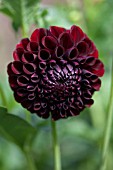 DAHLIA PAUL SMITH