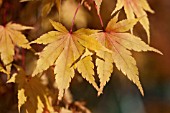 ACER PALMATUM SANGO KAKU