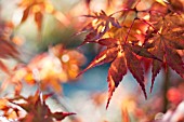 ACER PALMATUM KATSURA