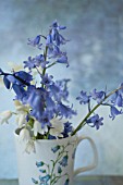 HYACINTHOIDES HISPANICA