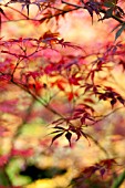 ACER PALMATUM