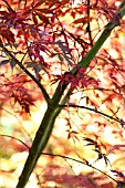 ACER PALMATUM