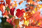 CERCIS CANADENSIS