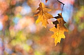 OAK LEAVES (QUERCUS) BACKLIT IN AUTUMN