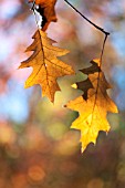 OAK LEAVES (QUERCUS) BACKLIT IN AUTUMN