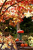 ACER RUBRUM, IN AUTUMN WITH FOLIAGE AND PUMPKINS ON STONE WALL