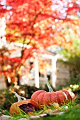 CUCURBITA PEPO ROUGE VIF DETAMPE AND SUGAR PIE PUMPKINS ON LAWN IN OUTDOOR AUTUMN DISPLAY