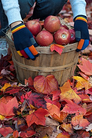 APPLES_IN_BUSHEL_BASKET_WITH_FALLEN_LEAVES_OF_MAPLE_AND_FOREST_PANSY_TREES