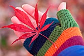 ACER PALMATUM, JAPANESE MAPLE, AUTUMN LEAF HELD IN HAND WEARING MULTI COLORED STRIPED GLOVES