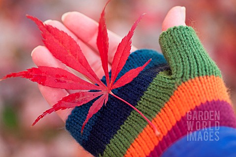 ACER_PALMATUM_JAPANESE_MAPLE_AUTUMN_LEAF_HELD_IN_HAND_WEARING_MULTI_COLORED_STRIPED_GLOVES