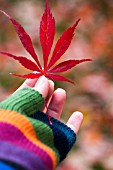 ACER PALMATUM, IN HAND WEARING MULTI COLORED STRIPED GLOVES