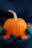 SUGAR PIE PUMPKIN (CUCURBITA), HELD IN HANDS WITH MULTI COLORED GLOVES