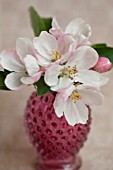 MALUS, FLOWERING CRABAPPLE BLOSSOMS IN VASE