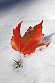ACER RUBRUM (RED MAPLE) LEAF IN SNOW