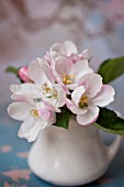 MALUS, FLOWERING CRABAPPLE BLOSSOMS IN VASE