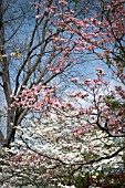 CORNUS FLORIDA AND CORNUS FLORIDA RUBRA, FLOWERING DOGWOOD, IN SPRING