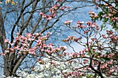 CORNUS FLORIDA AND CORNUS FLORIDA RUBRA, FLOWERING DOGWOOD, IN SPRING