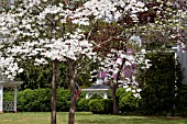 CORNUS FLORIDA, FLOWERING DOGWOOD, IN GARDEN WITH GAZEBO