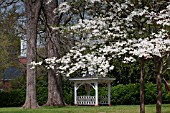 CORNUS FLORIDA, FLOWERING DOGWOOD, IN GARDEN WITH GAZEBO