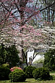 CORNUS FLORIDA AND CORNUS FLORIDA RUBRA, FLOWERING DOGWOOD, IN SPRING GARDEN