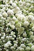 VIBURNUM MACROCEPHALUM