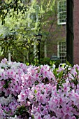 AZALEA, RHODODENDRON IN CITY GARDEN