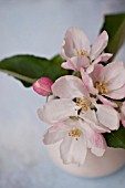 MALUS, FLOWERING CRABAPPLE BLOSSOMS IN VASE