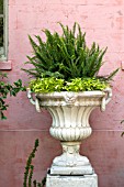 NEPHROLEPSIS EXALTATA, BOSTON FERN, IN LARGE STONE URN