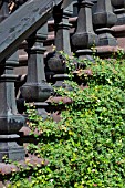 FICUS PUMILA, CREEPING FIG, ON GARDEN STEPS