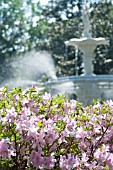 AZALEA IN FRONT OF FOUNTAIN