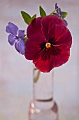 VINCA MINOR AND PANSY IN VASE
