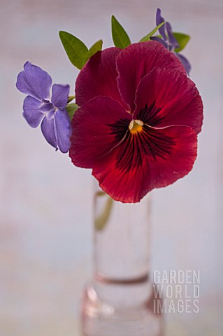 VINCA_MINOR_AND_PANSY_IN_VASE