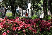 AZALEA WITH QUERCUS VIRGINIANA