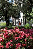 AZALEA WITH QUERCUS VIRGINIANA