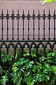 CYRTOMIUM FALCATUM FERN, GROWING THROUGH DECORATIVE IRON GARDEN RAILING