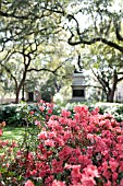 AZALEA WITH QUERCUS VIRGINIANA