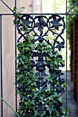 HEDERA HELIX ON DECORATIVE CAST IRON GARDEN GATE