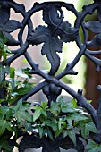 HEDERA HELIX ON DECORATIVE CAST IRON GARDEN GATE