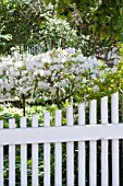 AZALEAS AND PICKET FENCE