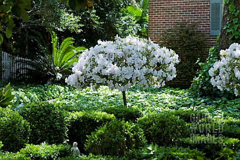 STANDARD_AZALEAS