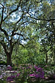 QUERCUS VIRGINIANA WITH TILLANDSIA USNEOIDES WITH AZALEAS