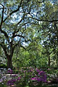 QUERCUS VIRGINIANA WITH TILLANDSIA USNEOIDES WITH AZALEAS