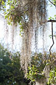 TILLANDSIA USNEOIDES, SPANISH MOSS