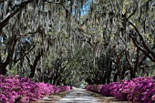 QUERCUS VIRGINIANA WITH TILLANDSIA USNEOIDES (SPANISH MOSS) AND AZALEA